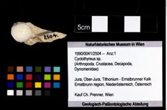 Foto (Objekt + Etikett) von Cyclothyreus sp.  (NHMW-GEO-1990-0041-2504)